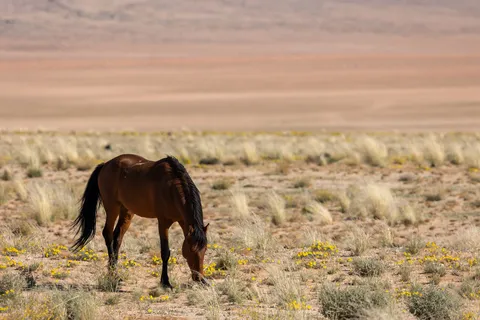Namib wild horse grazing, Garub, Namibia — Nicolas Marincic