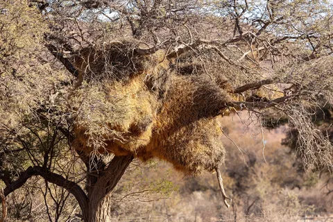 Sociable weaver nest, Namibia — Nicolas Marincic
