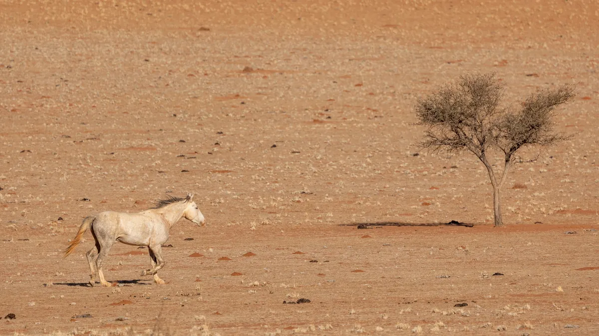 White horse by a lone acacia, Namibia — Nicolas Marincic