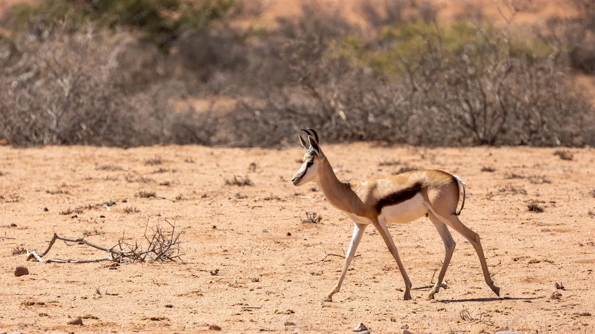Springbok trotting on red sand, Namibia — Nicolas Marincic
