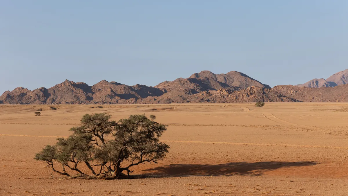 Lone camelthorn below the Naukluft, NamibRand, Namibia — Nicolas Marincic