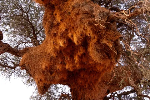 Giant sociable weaver nest in a camelthorn, Namibia — Nicolas Marincic