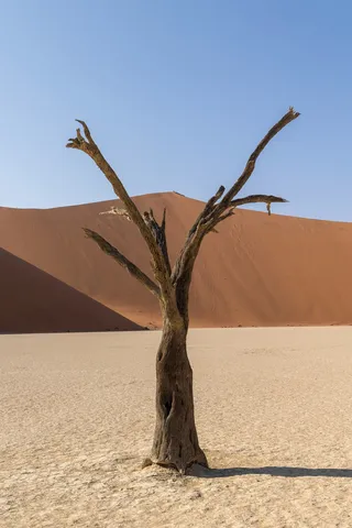 Dead camelthorn against a shaded dune, Deadvlei, Namibia — Nicolas Marincic