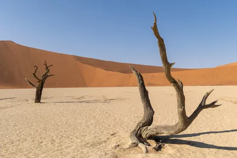 Twisted dead acacia and orange dune, Deadvlei, Namibia — Nicolas Marincic