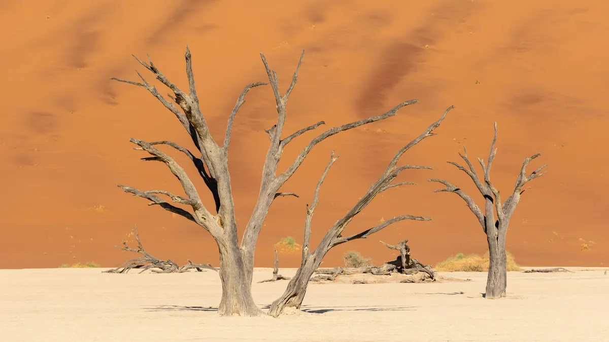 Dead trees against a sunlit dune wall, Deadvlei, Namibia — Nicolas Marincic