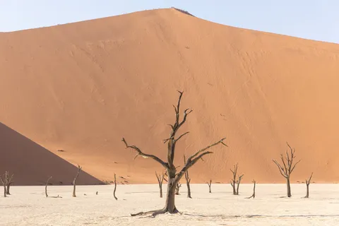 Dead trees dwarfed by Big Daddy, Deadvlei, Namibia — Nicolas Marincic