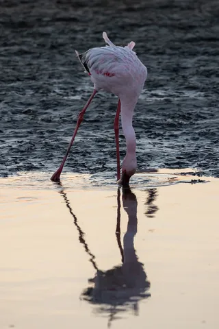 Flamingo feeding with its reflection, Walvis Bay, Namibia — Nicolas Marincic