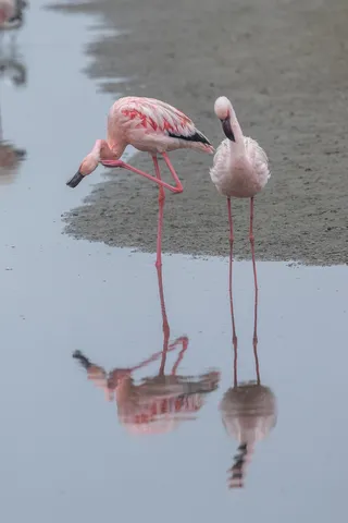 Pair of flamingos and their reflections, Walvis Bay, Namibia — Nicolas Marincic
