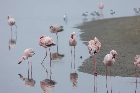 Lesser flamingos in the mist, Walvis Bay, Namibia — Nicolas Marincic
