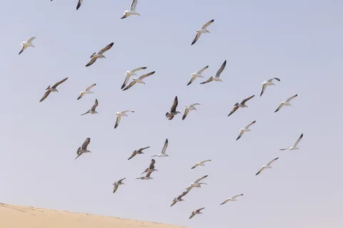 Flock of gulls over the dunes, Sandwich Harbour, Namibia — Nicolas Marincic
