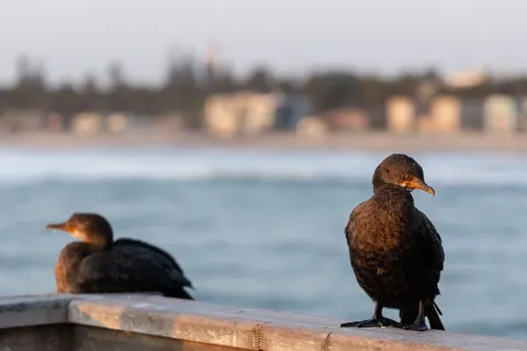 Cormorants on the Swakopmund jetty railing, Namibia — Nicolas Marincic