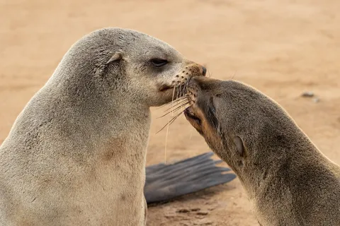 Cape fur seals nose to nose, Cape Cross, Namibia — Nicolas Marincic