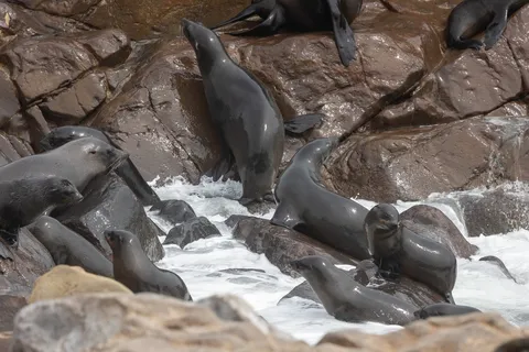 Fur seals on surf-washed rocks, Cape Cross, Namibia — Nicolas Marincic