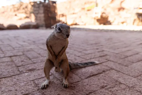 Ground squirrel standing upright, Namibia — Nicolas Marincic
