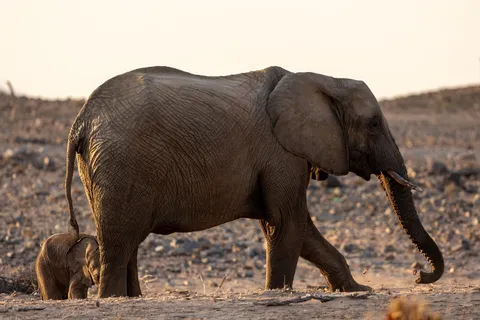 Desert-adapted elephant with calf, Damaraland, Namibia — Nicolas Marincic