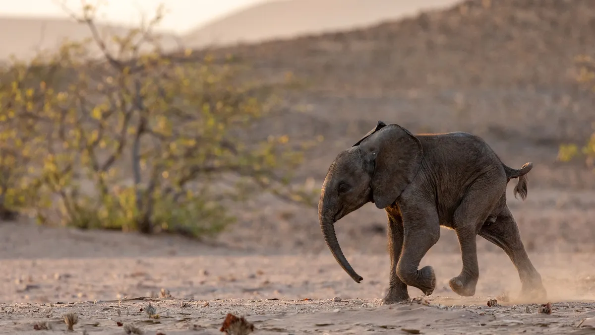 Desert elephant calf running, Huab River, Namibia — Nicolas Marincic
