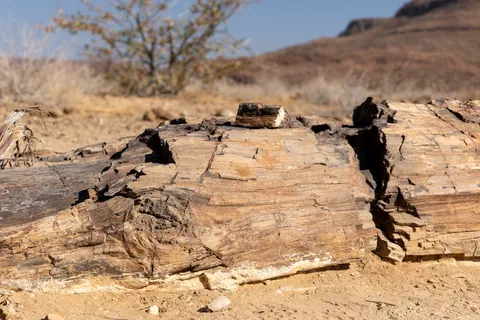 Fossilised trunk in the Petrified Forest, Namibia — Nicolas Marincic