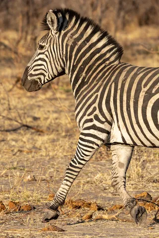 Zebra striding, Bwabwata, Namibia — Nicolas Marincic