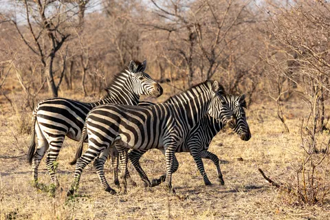 Zebras in dry bush, Bwabwata, Namibia — Nicolas Marincic