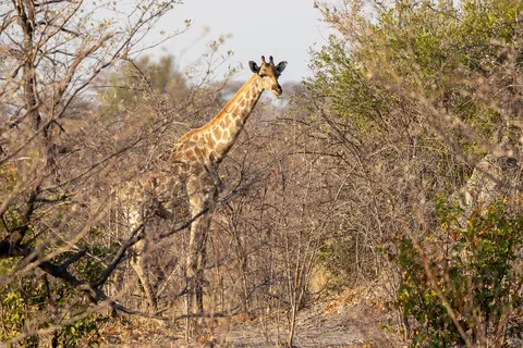 Giraffe in the bush, Bwabwata, Namibia — Nicolas Marincic