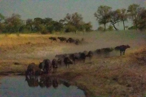 Buffalo herd filing to water in the dust, Bwabwata, Namibia — Nicolas Marincic