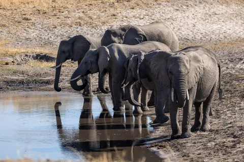 Elephants drinking at a waterhole, Caprivi, Namibia — Nicolas Marincic