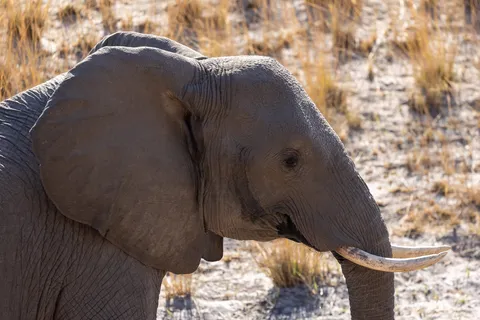 Elephant portrait in dry grass, Namibia — Nicolas Marincic