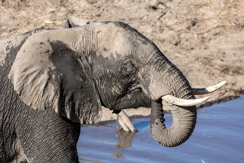 Elephant drinking, trunk curled, Caprivi, Namibia — Nicolas Marincic