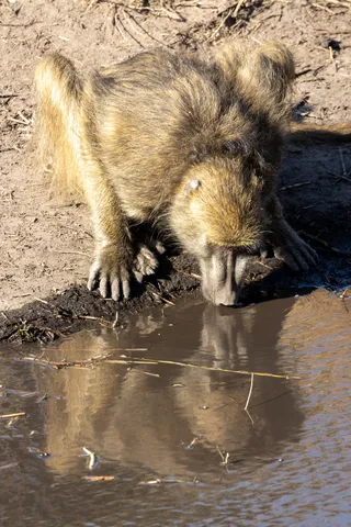 Baboon drinking, Namibia — Nicolas Marincic