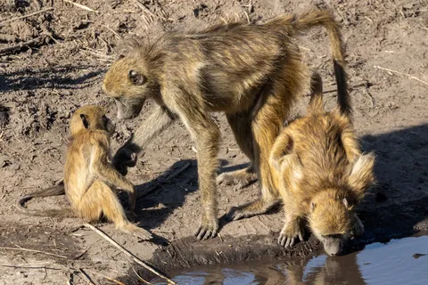 Baboon family at the water’s edge, Namibia — Nicolas Marincic