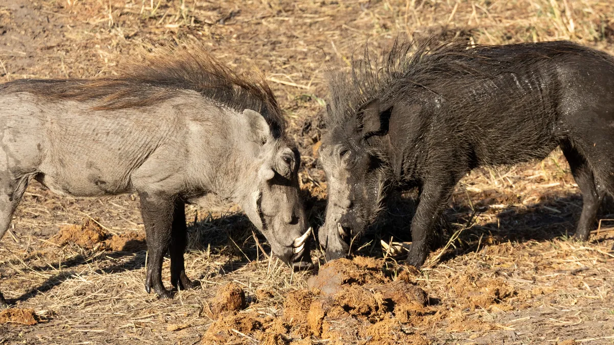 Warthogs face to face, Namibia — Nicolas Marincic