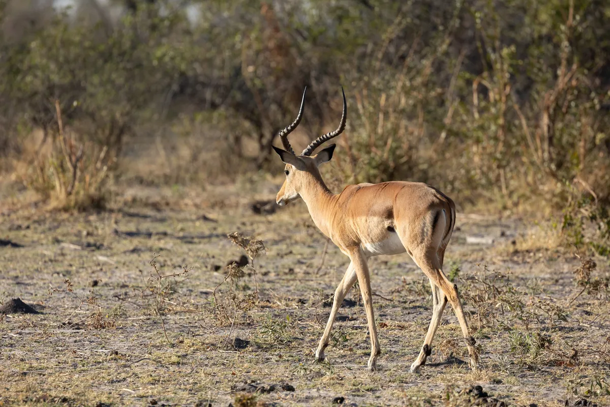 Impala ram, Botswana — Nicolas Marincic
