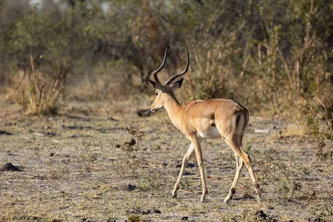 Impala ram, Botswana — Nicolas Marincic