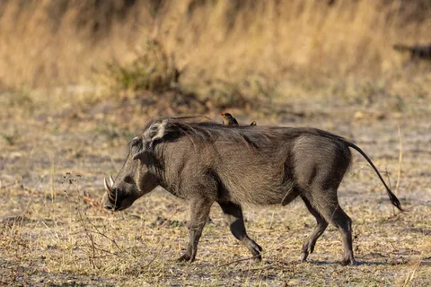 Warthog trotting, Botswana — Nicolas Marincic