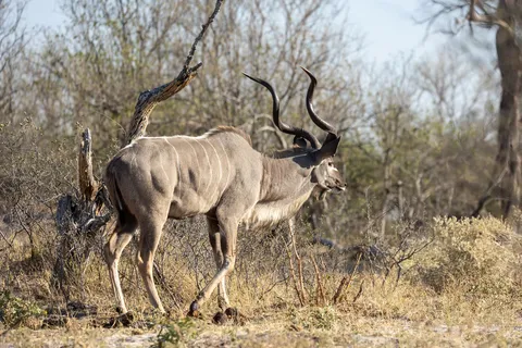 Greater kudu bull with spiral horns, Botswana — Nicolas Marincic