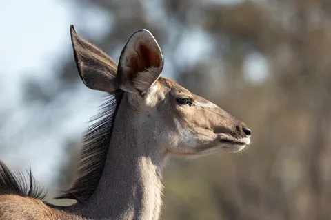 Female kudu in profile, Botswana — Nicolas Marincic