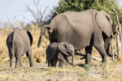 Elephant mother and calves, Botswana — Nicolas Marincic