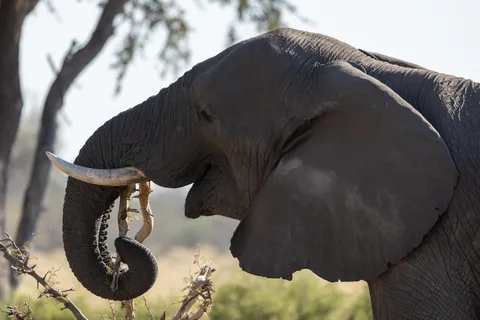 Elephant close-up, trunk curled, Botswana — Nicolas Marincic
