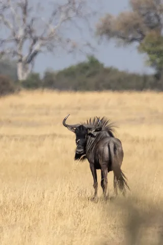 Blue wildebeest in golden grass, Botswana — Nicolas Marincic
