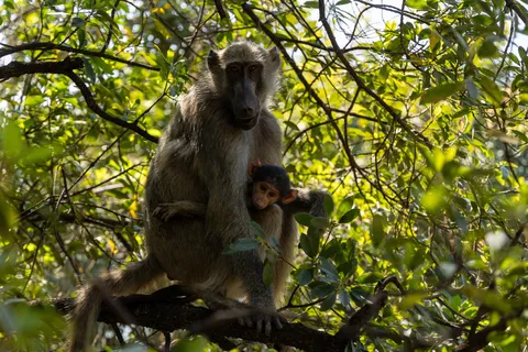 Baboon mother and baby in a tree, Victoria Falls, Zimbabwe — Nicolas Marincic