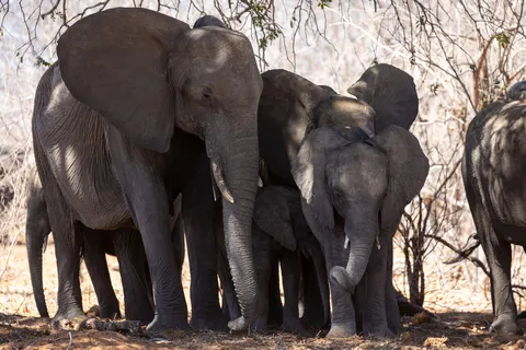 Elephant herd in the shade, Chobe area, Botswana — Nicolas Marincic
