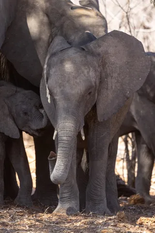 Young elephant among adults, Chobe area, Botswana — Nicolas Marincic