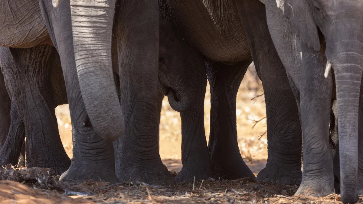 Forest of elephant legs, Chobe area, Botswana — Nicolas Marincic
