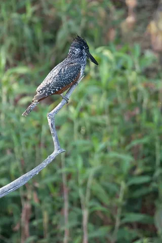 Giant kingfisher on its perch, Popa Falls, Namibia — Nicolas Marincic