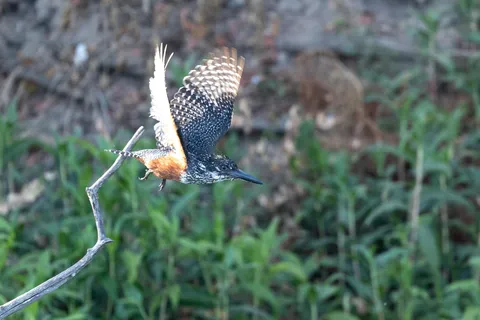 Giant kingfisher taking off, Namibia — Nicolas Marincic