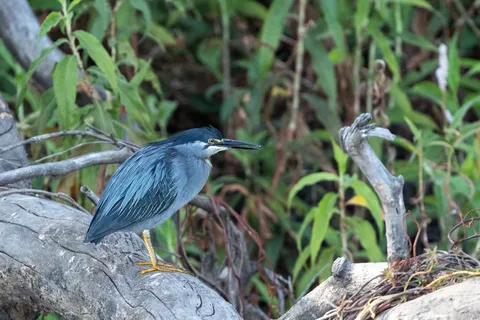Green-backed heron, Namibia — Nicolas Marincic