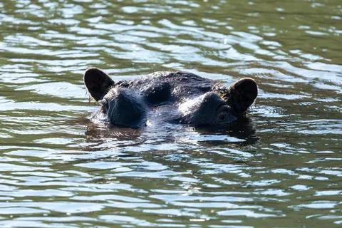 Hippo head in rippled water, Namibia — Nicolas Marincic