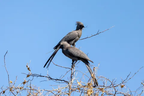 Pair of grey go-away-birds on a branch, Namibia — Nicolas Marincic
