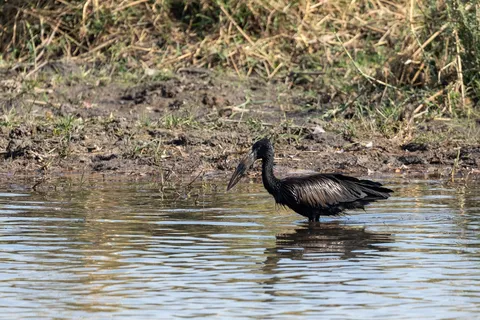 Glossy ibis in the marsh, Namibia — Nicolas Marincic