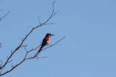 Southern carmine bee-eater on a bare branch, Namibia — Nicolas Marincic